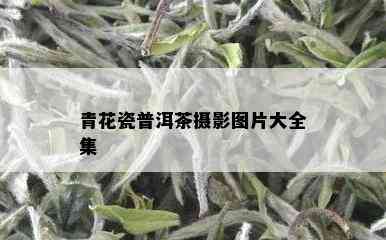 青花瓷普洱茶摄影图片大全集