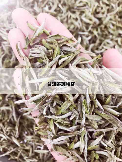 普洱茶斑特征