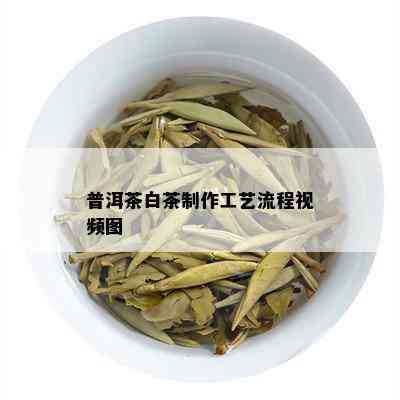 普洱茶白茶制作工艺流程视频图