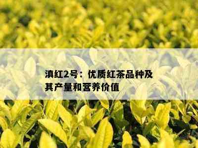 滇红2号：优质红茶品种及其产量和营养价值