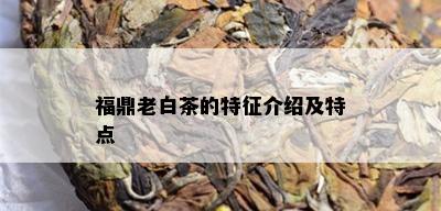 福鼎老白茶的特征介绍及特点