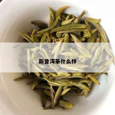 新普洱茶什么样