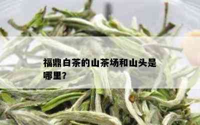 福鼎白茶的山茶场和山头是哪里？