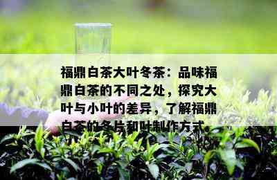 福鼎白茶大叶冬茶：品味福鼎白茶的不同之处，探究大叶与小叶的差异，了解福鼎白茶的冬片和叶制作方式。