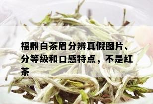 福鼎白茶眉分辨真假图片、分等级和口感特点，不是红茶