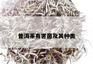 普洱茶有害菌及其种类