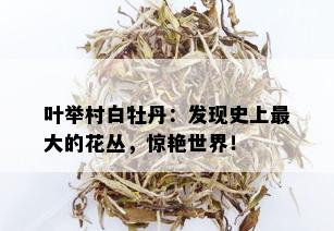 叶举村白牡丹：发现史上更大的花丛，惊艳世界！