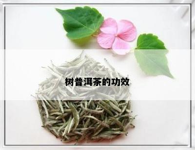 树普洱茶的功效