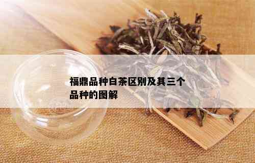 福鼎品种白茶区别及其三个品种的图解