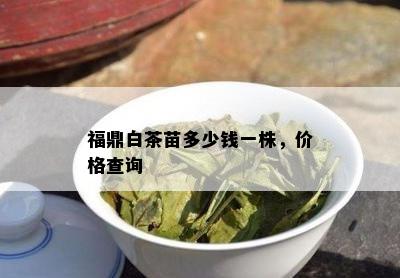 福鼎白茶苗多少钱一株，价格查询