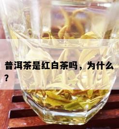 普洱茶是红白茶吗，为什么？