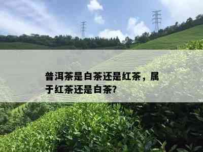 普洱茶是白茶还是红茶，属于红茶还是白茶？