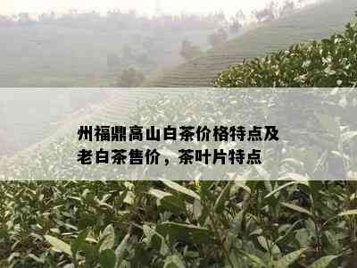 州福鼎高山白茶价格特点及老白茶售价，茶叶片特点