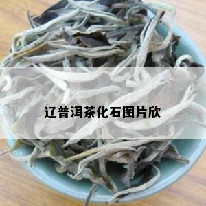 辽普洱茶化石图片欣