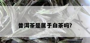 普洱茶是属于白茶吗？