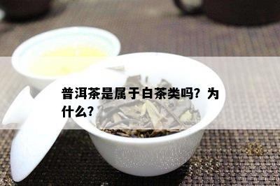 普洱茶是属于白茶类吗？为什么？