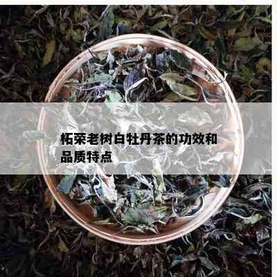 柘荣老树白牡丹茶的功效和品质特点