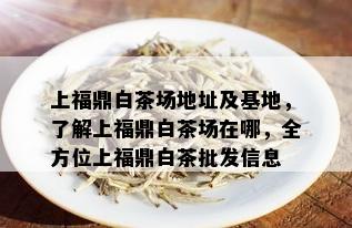 上福鼎白茶场地址及基地，了解上福鼎白茶场在哪，全方位上福鼎白茶批发信息