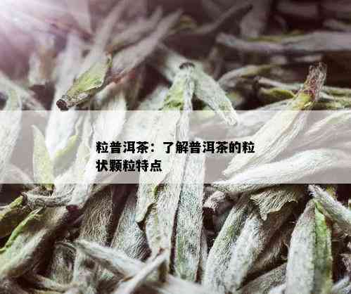 粒普洱茶：了解普洱茶的粒状颗粒特点