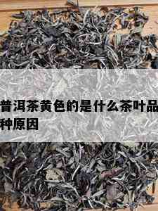 普洱茶黄色的是什么茶叶品种原因