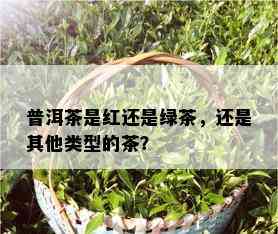 普洱茶是红还是绿茶，还是其他类型的茶？