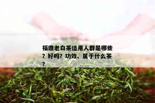 福鼎老白茶适用人群是哪些？好吗？功效、属于什么茶？