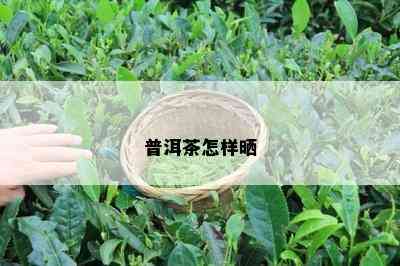 普洱茶怎样晒