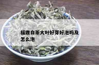 福鼎白茶大叶好芽好泡吗及怎么泡