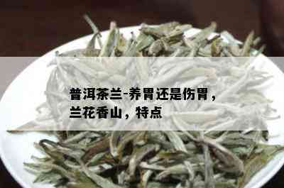 普洱茶兰-养胃还是伤胃，兰花香山，特点