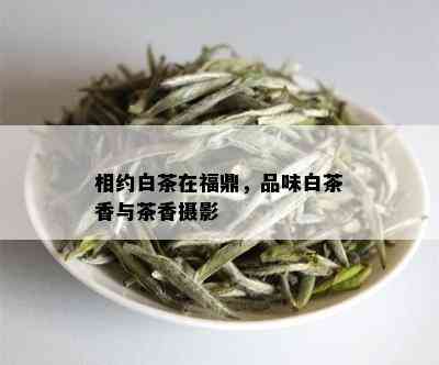 相约白茶在福鼎，品味白茶香与茶香摄影