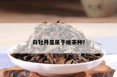 白牡丹是属于啥茶种？