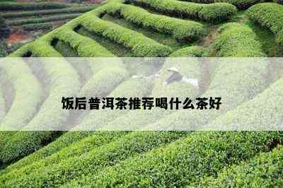 饭后普洱茶推荐喝什么茶好