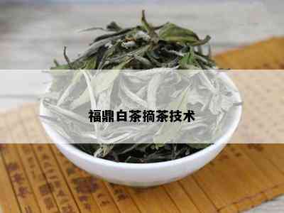 福鼎白茶摘茶技术