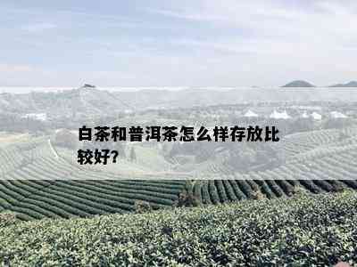 白茶和普洱茶怎么样存放比较好？