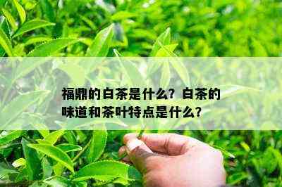 福鼎的白茶是什么？白茶的味道和茶叶特点是什么？