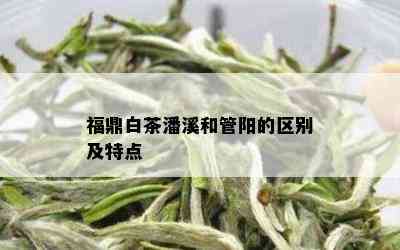 福鼎白茶潘溪和管阳的区别及特点