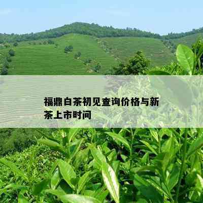 福鼎白茶初见查询价格与新茶上市时间