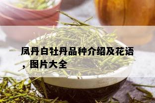 凤丹白牡丹品种介绍及花语，图片大全