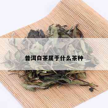 普洱白茶属于什么茶种