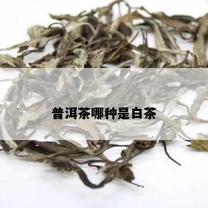 普洱茶哪种是白茶