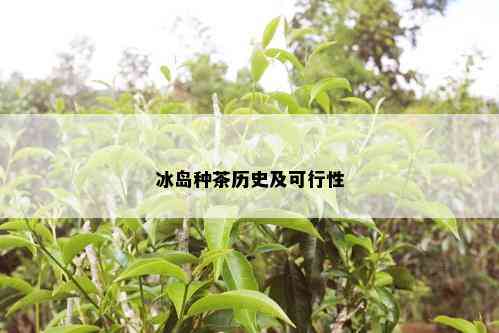 冰岛种茶历史及可行性