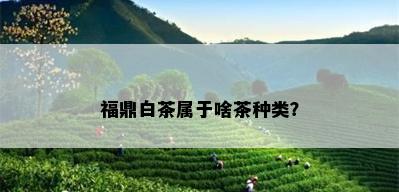 福鼎白茶属于啥茶种类？