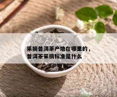 采摘普洱茶产地在哪里的，普洱茶采摘标准是什么