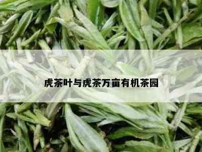 虎茶叶与虎茶万亩有机茶园