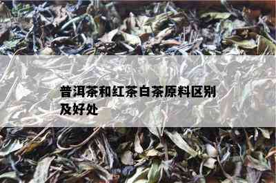 普洱茶和红茶白茶原料区别及好处