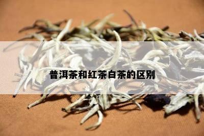 普洱茶和红茶白茶的区别