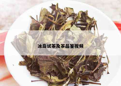 冰岛试茶及茶品鉴视频