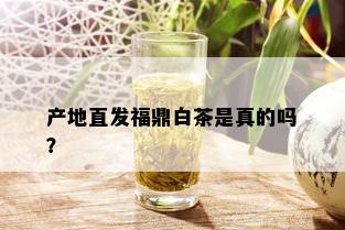 产地直发福鼎白茶是真的吗？