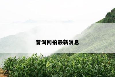 普洱网拍最新消息