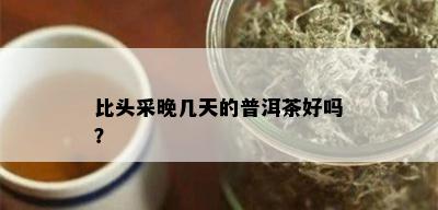 比头采晚几天的普洱茶好吗？